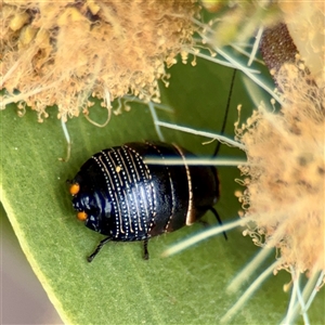 Ellipsidion australe (Austral Ellipsidion cockroach) at Lyneham, ACT - Today by Hejor1