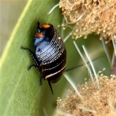 Ellipsidion australe at Lyneham, ACT - 6 Oct 2025 12:09 PM
