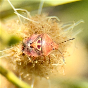 Eupolemus angularis at Lyneham, ACT - Today by Hejor1