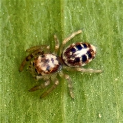 Opisthoncus sexmaculatus (Six-marked jumping spider) at Lyneham, ACT - 6 Oct 2025 by Hejor1
