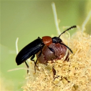 Heteromastix sp. (genus) at Lyneham, ACT - Today by Hejor1