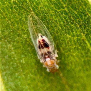 Psyllidae sp. (family) at Lyneham, ACT - Today by Hejor1