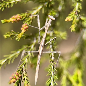 Archimantis sp. (genus) at Lyneham, ACT - Today by Hejor1
