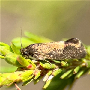 Gelechioidea (superfamily) at Lyneham, ACT - Today by Hejor1
