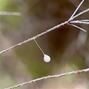 Tamopsis sp. (genus) at Lyneham, ACT - Today by Hejor1