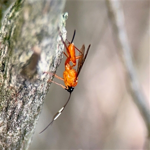 Stiromesostenus sp. (genus) at Lyneham, ACT - Today by Hejor1