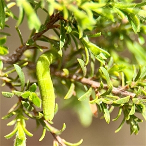 Lepidoscia (genus) IMMATURE at Lyneham, ACT - Today by Hejor1