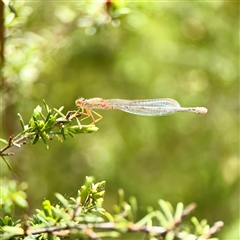 Xanthagrion erythroneurum (Red & Blue Damsel) at Lyneham, ACT - 6 Oct 2025 by Hejor1