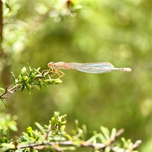 Xanthagrion erythroneurum (Red & Blue Damsel) at Lyneham, ACT - Today by Hejor1