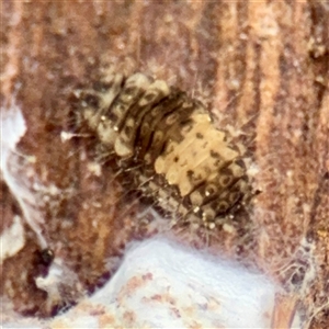Coleoptera (order) immature at Lyneham, ACT - Today by Hejor1