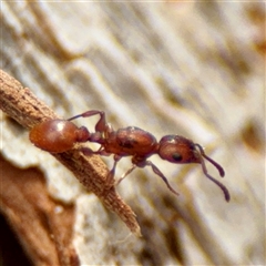 Podomyrma sp. (genus) (Muscleman Tree Ant) at Lyneham, ACT - 6 Oct 2025 by Hejor1