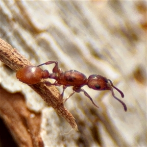 Podomyrma gratiosa at Lyneham, ACT - Today by Hejor1