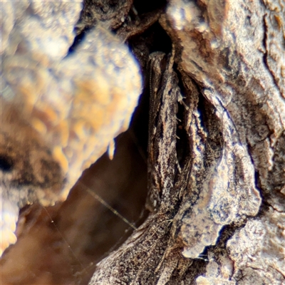 Ardozyga amblopis (A Gelechiod moth (Gelechiidae) at Lyneham, ACT - 6 Oct 2025 by Hejor1