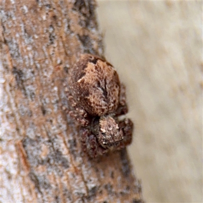 Servaea incana (Hoary Servaea) at Lyneham, ACT - 6 Oct 2025 by Hejor1