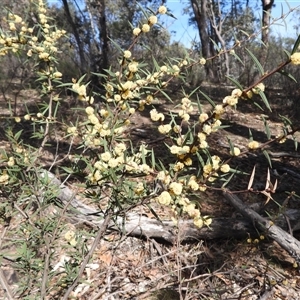 Acacia siculiformis at Booth, ACT - Yesterday by DavidDedenczuk