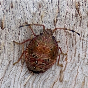 Amphaces sp. (genus) at Lyneham, ACT - Today by Hejor1