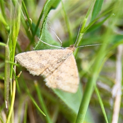 Scopula rubraria (Reddish Wave, Plantain Moth) at Lyneham, ACT - 6 Oct 2025 by Hejor1