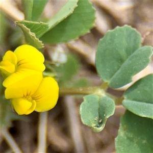 Medicago (genus) at Lyneham, ACT - Today by Hejor1