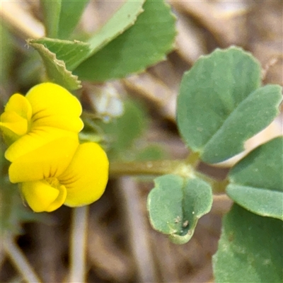 Medicago (genus) (Medics) at Lyneham, ACT - 6 Oct 2025 by Hejor1