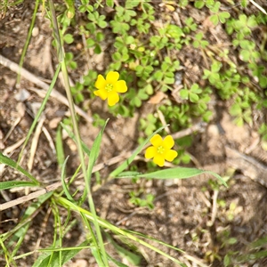 Oxalis (genus) at Lyneham, ACT - Today by Hejor1