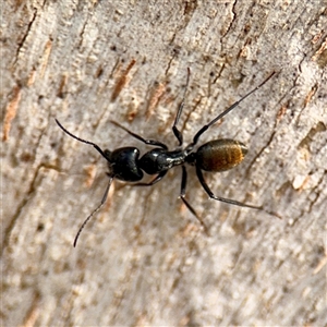 Camponotus aeneopilosus at Lyneham, ACT - Today by Hejor1