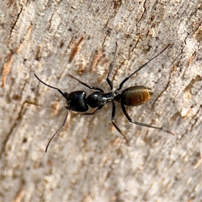 Camponotus aeneopilosus (A Golden-tailed sugar ant) at Lyneham, ACT - 6 Oct 2025 by Hejor1