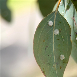 Glycaspis sp. (genus) at Lyneham, ACT - Today by Hejor1