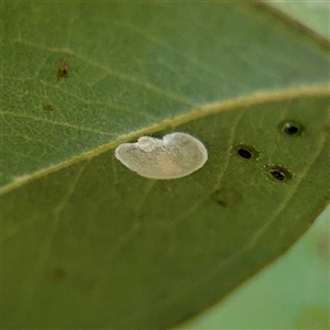 Glycaspis sp. (genus) at Lyneham, ACT - Today by Hejor1