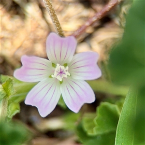 Malva neglecta at Lyneham, ACT - Today by Hejor1