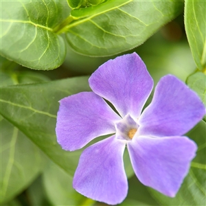 Vinca major at Lyneham, ACT - Today by Hejor1