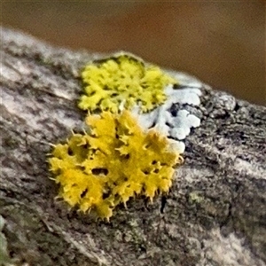Flavoparmelia sp. at Lyneham, ACT - Today by Hejor1