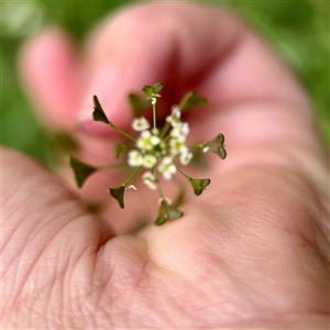 Capsella bursa-pastoris at Lyneham, ACT - Today by Hejor1