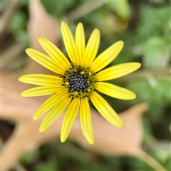 Arctotheca calendula (Capeweed, Cape Dandelion) at Lyneham, ACT - 6 Oct 2025 by Hejor1