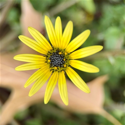 Arctotheca calendula (Capeweed, Cape Dandelion) at Lyneham, ACT - 6 Oct 2025 by Hejor1