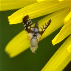 Spathulina acroleuca (A seed fly) at Lyneham, ACT - 6 Oct 2025 by Hejor1