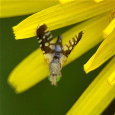 Spathulina acroleuca (A seed fly) at Lyneham, ACT - 6 Oct 2025 by Hejor1