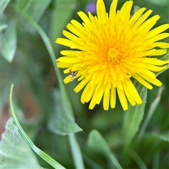Taraxacum sect. Taraxacum (Dandelion) at Lyneham, ACT - 6 Oct 2025 by Hejor1