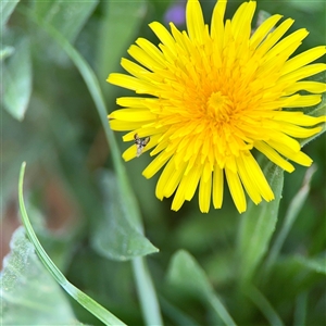 Taraxacum sp. at Lyneham, ACT - Today by Hejor1