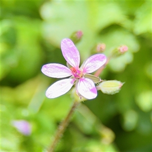 Erodium (genus) at Lyneham, ACT - Today by Hejor1