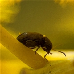 Alticini (tribe) (Unidentified flea beetle) at Lyneham, ACT - 6 Oct 2025 by Hejor1