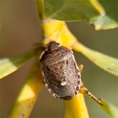 Dictyotus inconspicuus (A stink bug) at Lyneham, ACT - 6 Oct 2025 by Hejor1