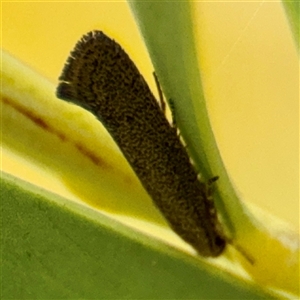Oecophoridae provisional group 4 at Lyneham, ACT - Today by Hejor1