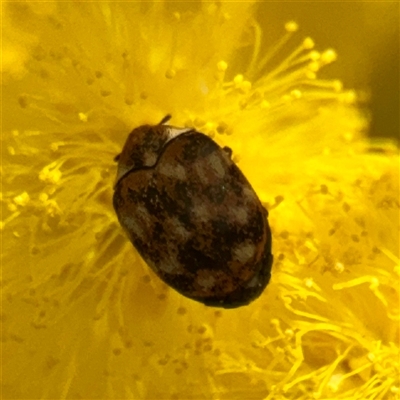 Anthrenus verbasci (Varied or Variegated Carpet Beetle) at Lyneham, ACT - 6 Oct 2025 by Hejor1