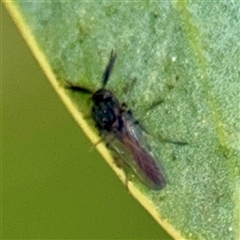 Ceratopogonidae (family) (Biting Midge) at Lyneham, ACT - 6 Oct 2025 by Hejor1