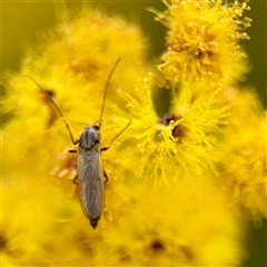 Chironomidae (family) (Non-biting Midge) at Lyneham, ACT - 6 Oct 2025 by Hejor1