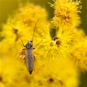 Chironomidae (family) at Lyneham, ACT - Today by Hejor1