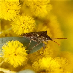Oechalia schellenbergii (Spined Predatory Shield Bug) at Lyneham, ACT - 6 Oct 2025 by Hejor1