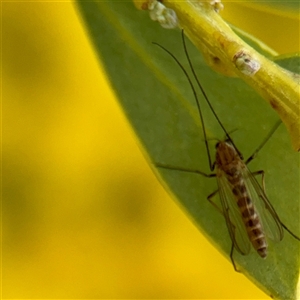 Aedes sp. (genus) at Lyneham, ACT - Today by Hejor1