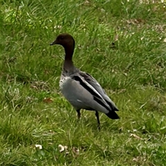 Chenonetta jubata (Australian Wood Duck) at Lyneham, ACT - 6 Oct 2025 by Hejor1
