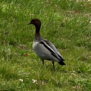 Chenonetta jubata (Australian Wood Duck) at Lyneham, ACT - Today by Hejor1